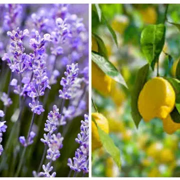 Handmade Lemon Lavender Potpourri