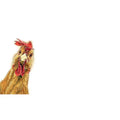 Chicken / Rooster Tiny Cards, Qty. 60 - Potpourri Gift Shop